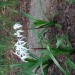 Swamp Lily
